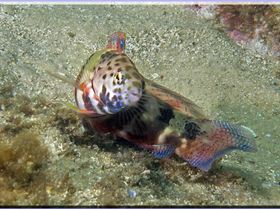 LoxPix Sub-Aqua Image