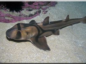 LoxPix Sub-Aqua Image