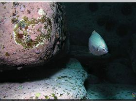 LoxPix Sub-Aqua Image