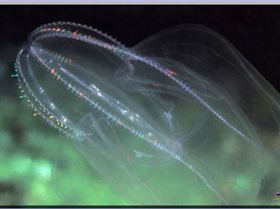 LoxPix Sub-Aqua Image