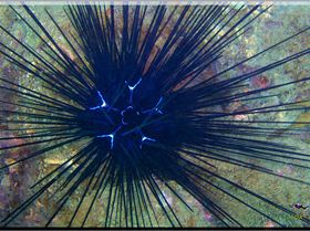 LoxPix Sub-Aqua Image