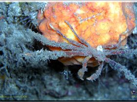 LoxPix Sub-Aqua Image