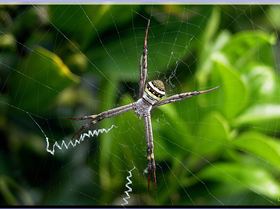 LoxPix Sub-Aqua Image