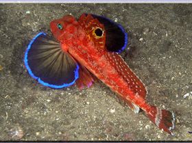 LoxPix Sub-Aqua Image