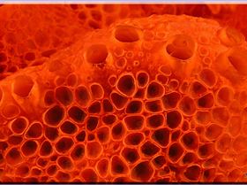 LoxPix Sub-Aqua Image