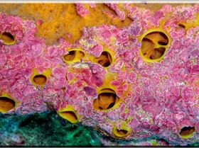 LoxPix Sub-Aqua Image