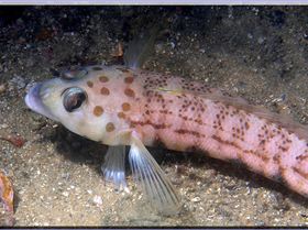 LoxPix Sub-Aqua Image