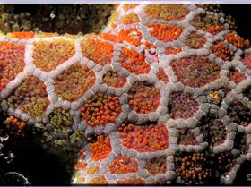 LoxPix Sub-Aqua Image