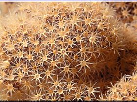 LoxPix Sub-Aqua Image