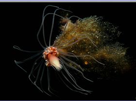 LoxPix Sub-Aqua Image