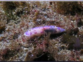 LoxPix Sub-Aqua Image