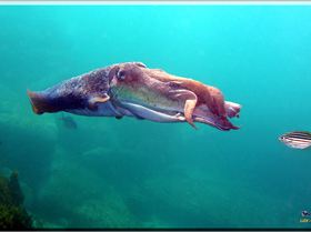 LoxPix Sub-Aqua Image