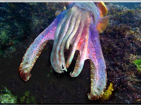 LoxPix Sub-Aqua Image