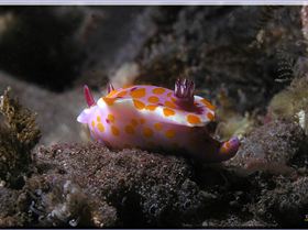 LoxPix Sub-Aqua Image