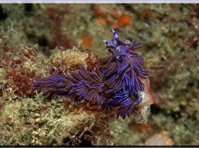 LoxPix Sub-Aqua Image