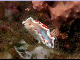 LoxPix Sub-Aqua Image