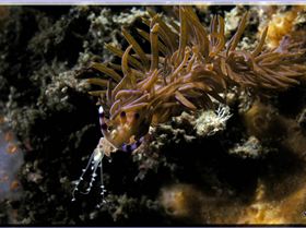 LoxPix Sub-Aqua Image