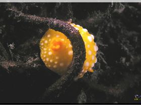 LoxPix Sub-Aqua Image