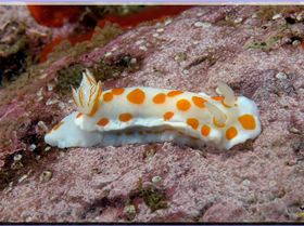 LoxPix Sub-Aqua Image