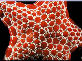 LoxPix Sub-Aqua Image