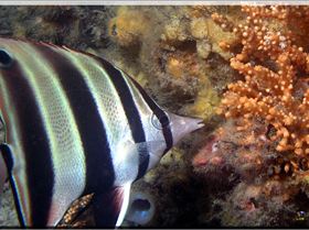 LoxPix Sub-Aqua Image