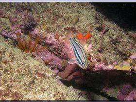 LoxPix Sub-Aqua Image