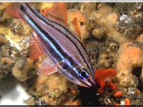 LoxPix Sub-Aqua Image