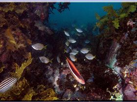 LoxPix Sub-Aqua Image