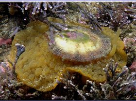 LoxPix Sub-Aqua Image