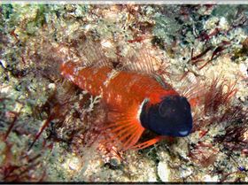 LoxPix Sub-Aqua Image