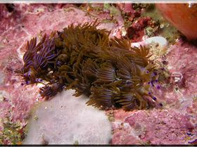 LoxPix Sub-Aqua Image