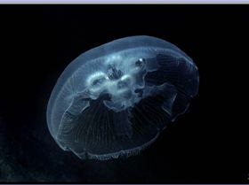 LoxPix Sub-Aqua Image