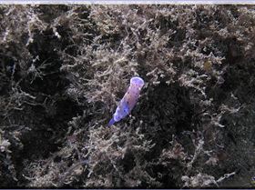 LoxPix Sub-Aqua Image