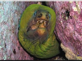 LoxPix Sub-Aqua Image