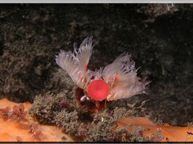 LoxPix Sub-Aqua Image