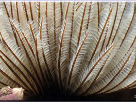 LoxPix Sub-Aqua Image