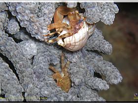 LoxPix Sub-Aqua Image