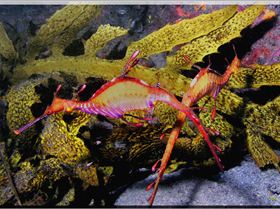 LoxPix Sub-Aqua Image