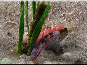 LoxPix Sub-Aqua Image