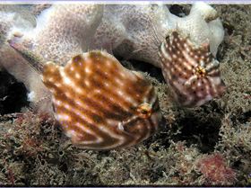 LoxPix Sub-Aqua Image