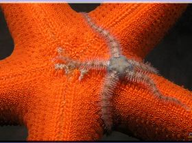 LoxPix Sub-Aqua Image