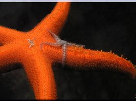 LoxPix Sub-Aqua Image