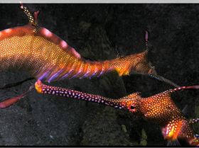 LoxPix Sub-Aqua Image