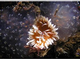 LoxPix Sub-Aqua Image