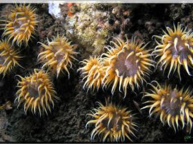 LoxPix Sub-Aqua Image