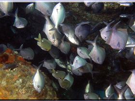 LoxPix Sub-Aqua Image