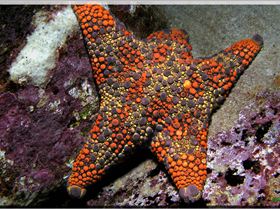 LoxPix Sub-Aqua Image