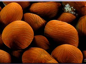 LoxPix Sub-Aqua Image