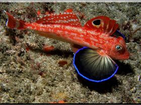 LoxPix Sub-Aqua Image