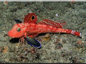 LoxPix Sub-Aqua Image